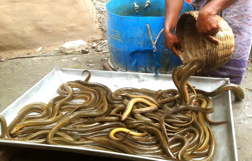 eel fish bangladesh export
