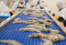 Indian Shrimp export rises