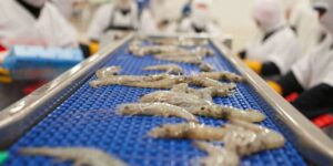 Indian Shrimp export rises
