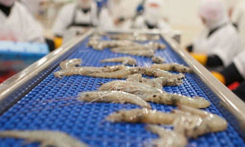 Indian Shrimp export rises