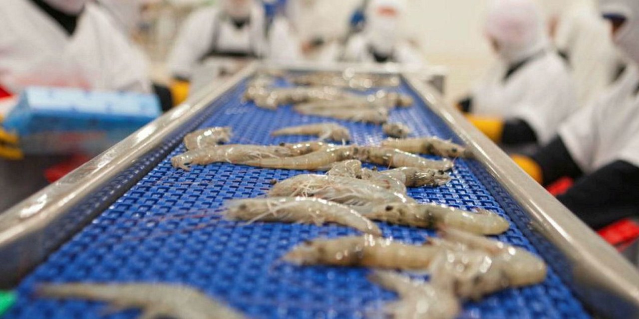 Indian Shrimp export rises
