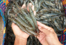 Vietnam Shrimp export