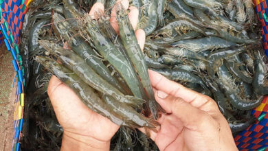 Vietnam Shrimp export