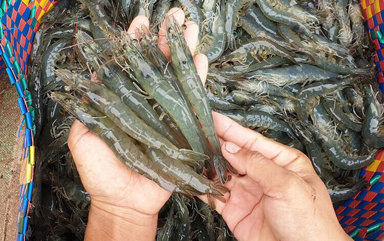 Vietnam Shrimp export