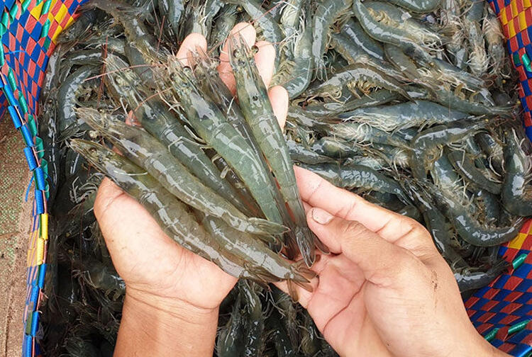 Vietnam Shrimp export