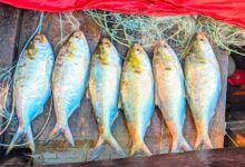 Hilsa, padma, bangladesh