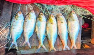 Hilsa, padma, bangladesh