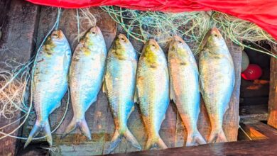 Hilsa, padma, bangladesh