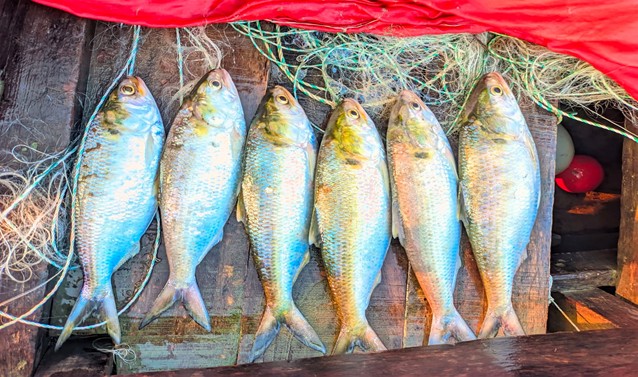 Hilsa, padma, bangladesh